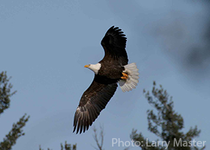 Bald Eagle in flight photo by Larry Master